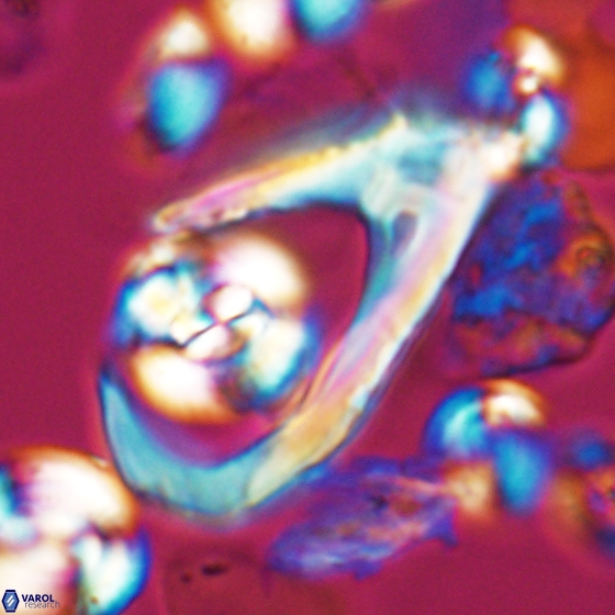 Ceratolithina hamata hamata 9496