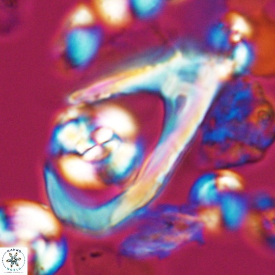 Ceratolithina hamata hamata 9496