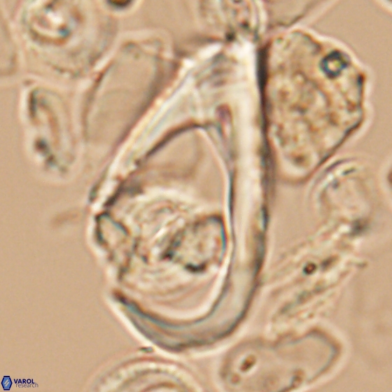 Ceratolithina hamata hamata 9497