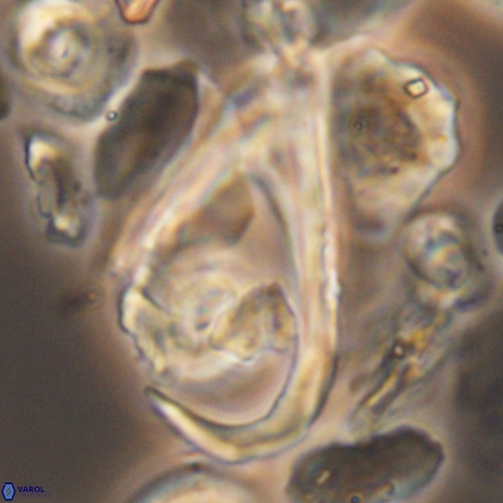 Ceratolithina hamata hamata 9498