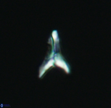 Ceratolithoides aculeus 4088