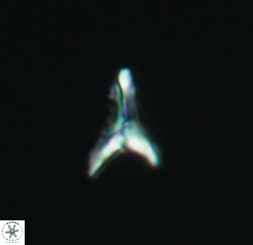 Ceratolithoides aculeus 4088