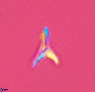 Ceratolithoides aculeus 4089