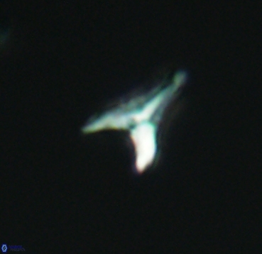 Ceratolithoides aculeus 4091