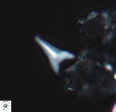 Ceratolithoides aculeus 10440