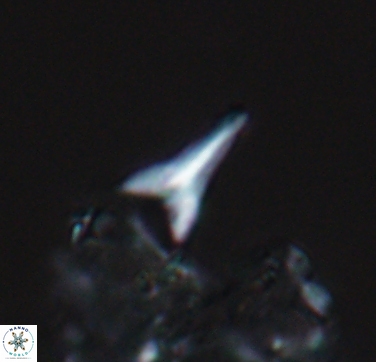 Ceratolithoides aculeus 10441