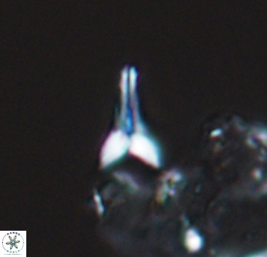Ceratolithoides aculeus 10437