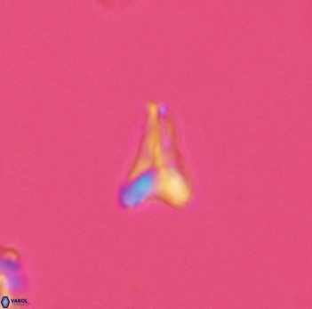 Ceratolithoides aculeus 3934