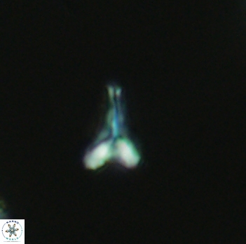 Ceratolithoides aculeus 3933