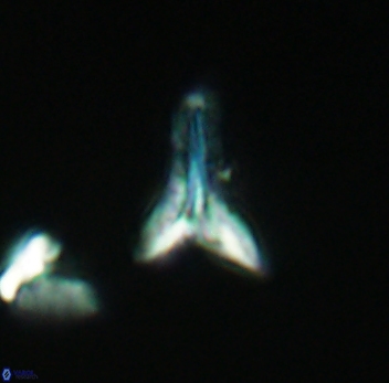 Ceratolithoides aculeus 3941