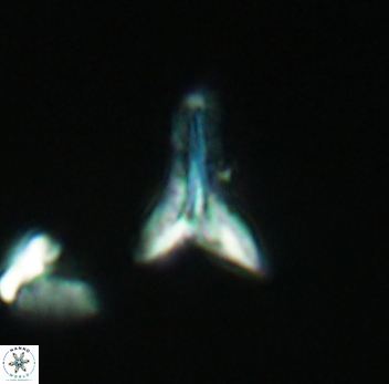 Ceratolithoides aculeus 3941