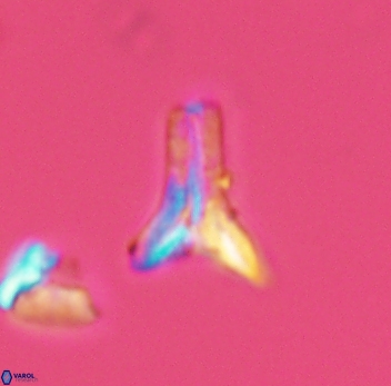 Ceratolithoides aculeus 3942