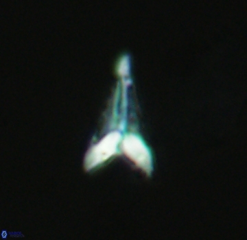 Ceratolithoides aculeus 3980