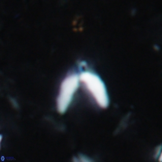 Ceratolithoides kamptneri 1661