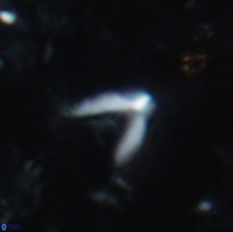 Ceratolithoides kamptneri 1664