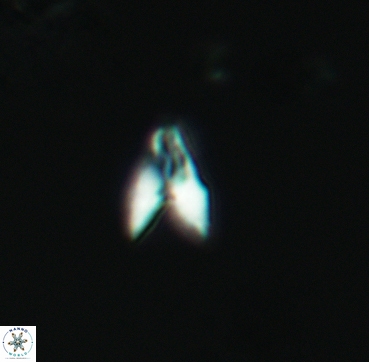 Ceratolithoides sagittatus 3337