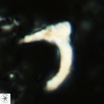Ceratolithus cf armatus VR 08757