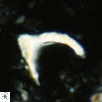 Ceratolithus cf armatus VR 08761