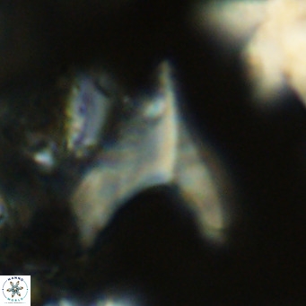 Ceratolithus apiculus VR 07964
