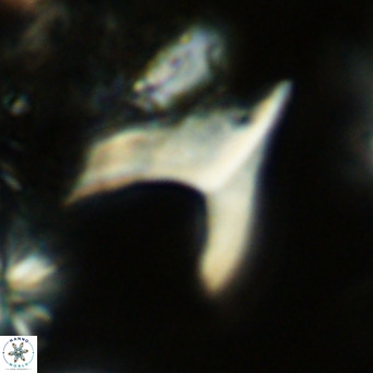 Ceratolithus apiculus VR 07965