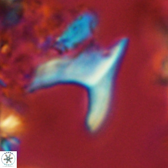 Ceratolithus apiculus VR 07966