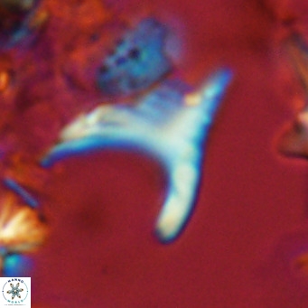 Ceratolithus apiculus VR 07967