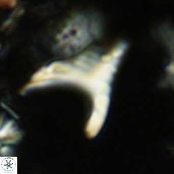 Ceratolithus apiculus VR 07968