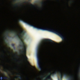 Ceratolithus apiculus VR 07975