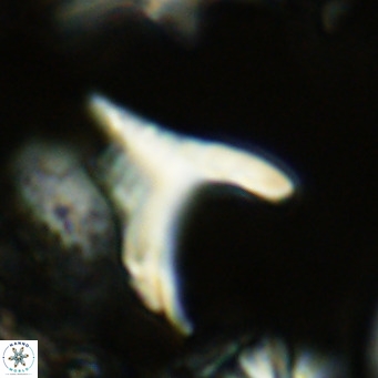 Ceratolithus apiculus VR 07975