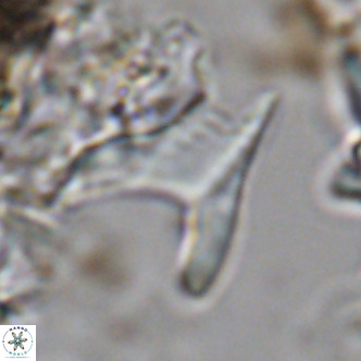 Ceratolithus apiculus VR 07978
