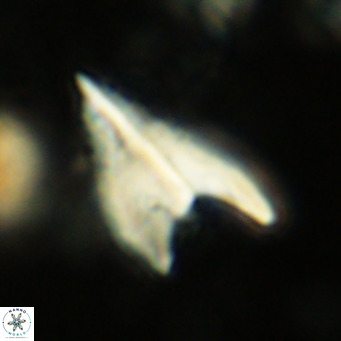 Ceratolithus apiculus VR 08405