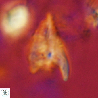 Ceratolithus apiculus VR 08407