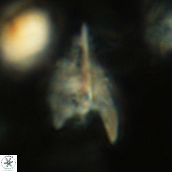 Ceratolithus apiculus VR 08408