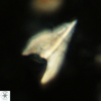 Ceratolithus apiculus VR 08409