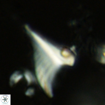 Ceratolithus apiculus VR 08225