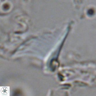 Ceratolithus apiculus VR 08231