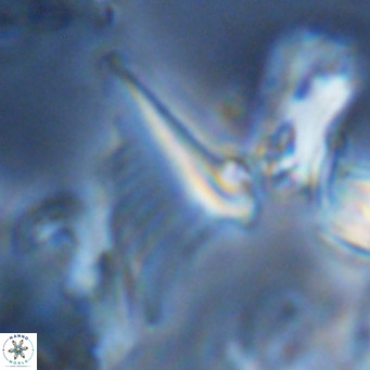 Ceratolithus apiculus VR 08234