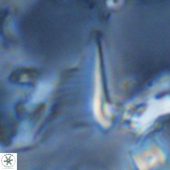 Ceratolithus apiculus VR 08235