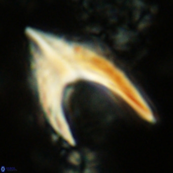 Ceratolithus armatus VR 08069