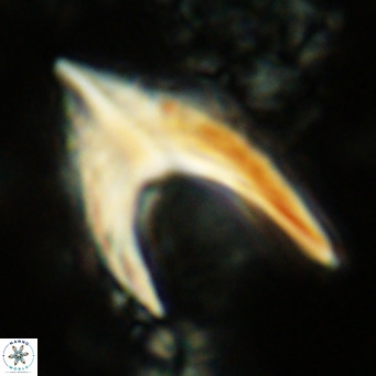 Ceratolithus armatus VR 08069