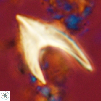 Ceratolithus armatus VR 08070