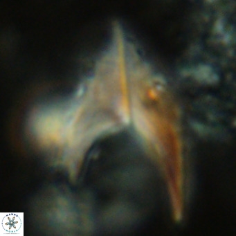 Ceratolithus armatus VR 08072