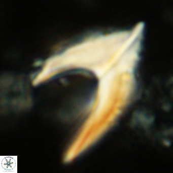 Ceratolithus armatus VR 08073
