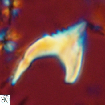 Ceratolithus armatus VR 08352