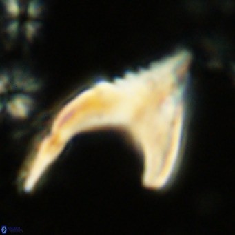 Ceratolithus armatus VR 08353