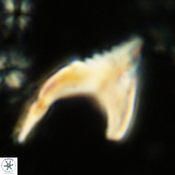 Ceratolithus armatus VR 08353