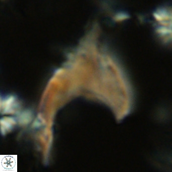 Ceratolithus armatus VR 08354