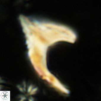 Ceratolithus armatus VR 08357