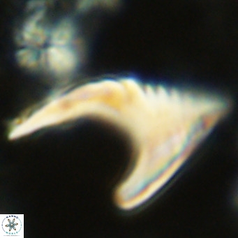 Ceratolithus armatus VR 08364