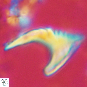 Ceratolithus armatus VR 08365
